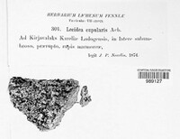 Gyalecta jenensis image